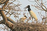 Jabiru